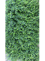 Thyme Herb Plant (various varieties)
