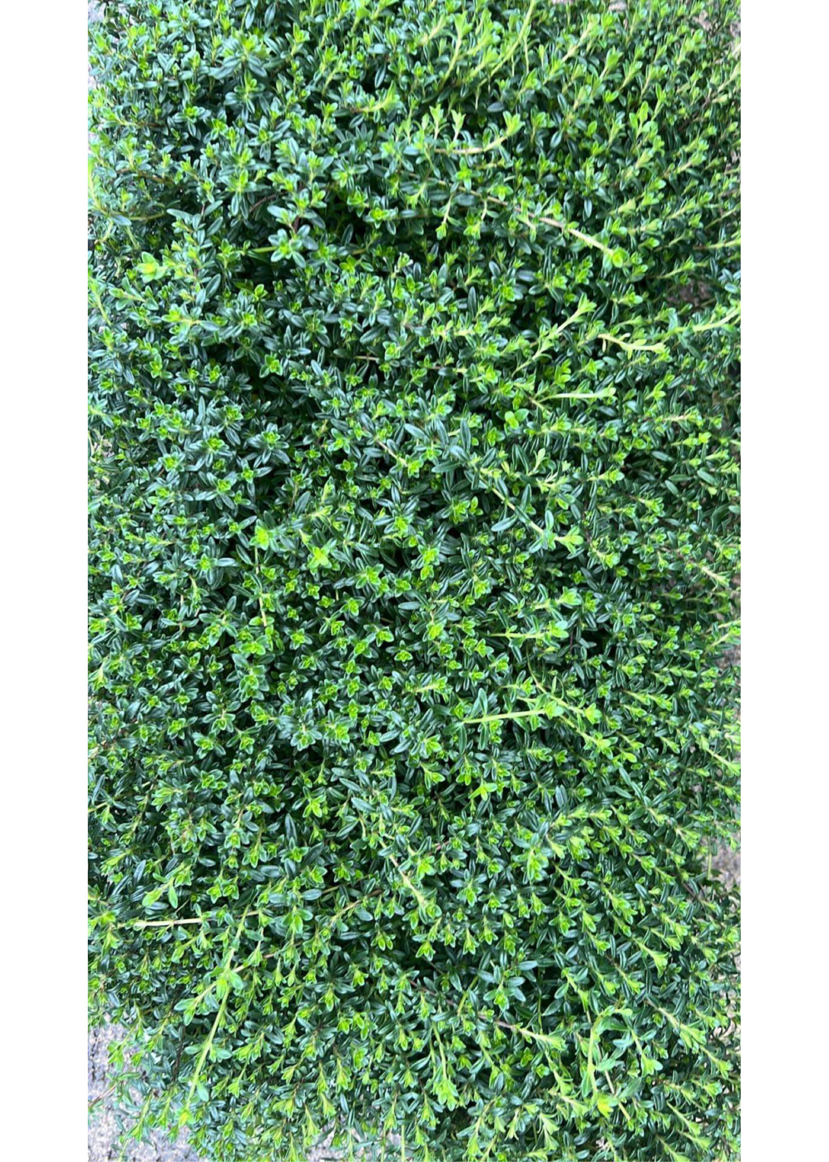 Thyme Herb Plant (various varieties)