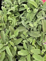 Sage Herb Plant