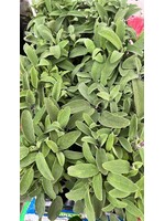Sage Herb Plant