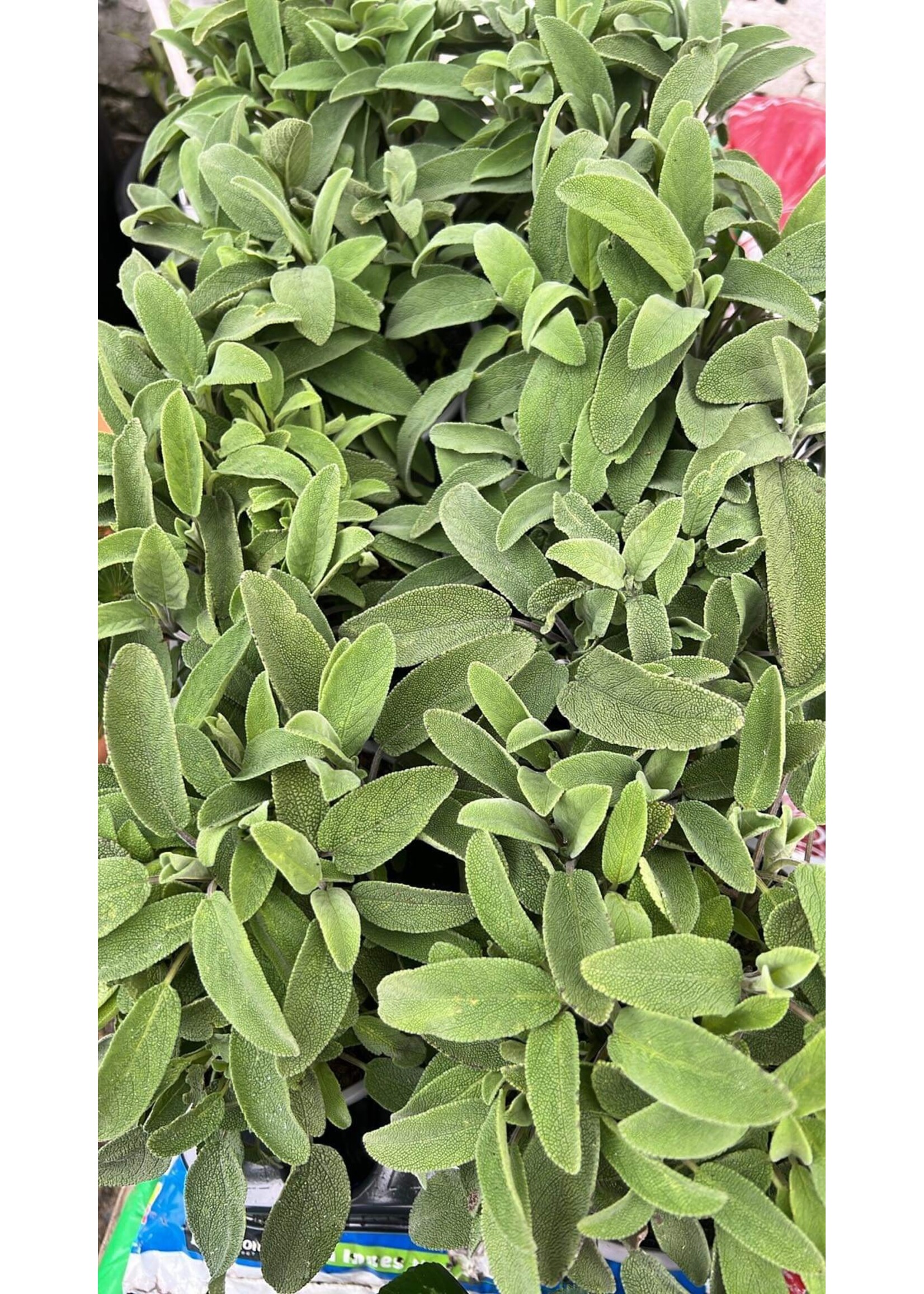 Sage Herb Plant