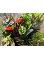 Selection of House Plants