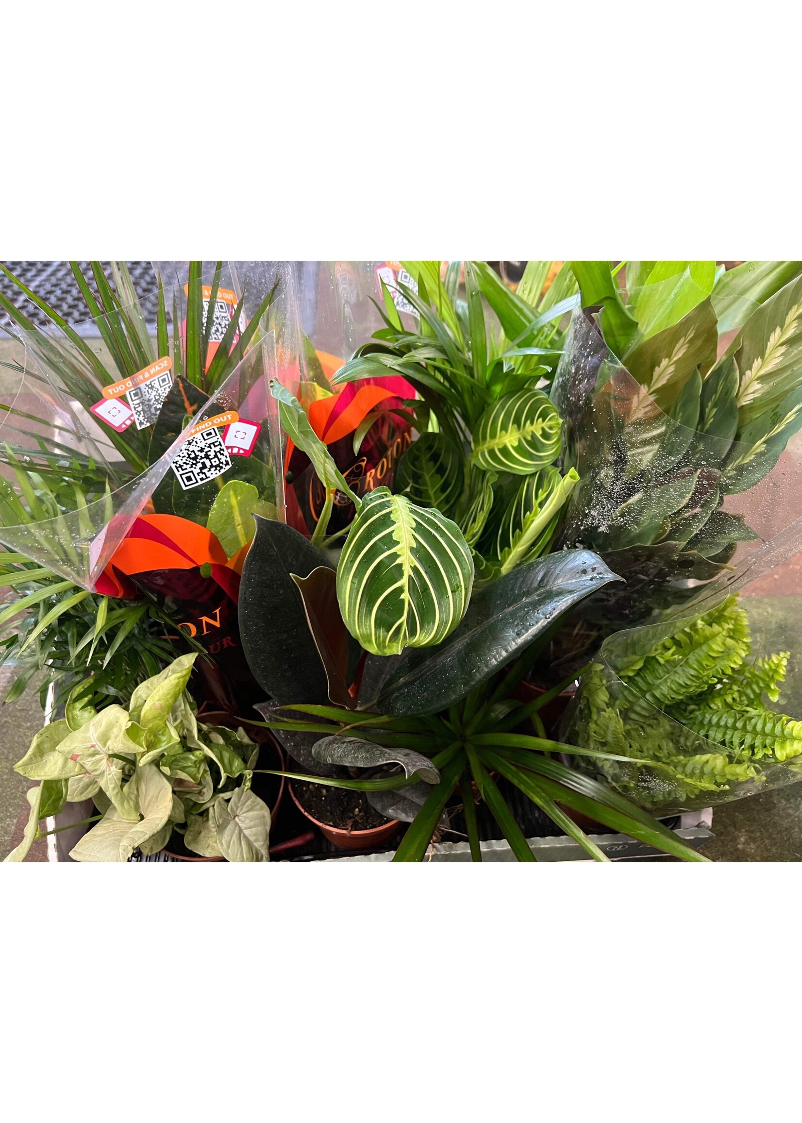 Selection of House Plants