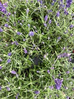 English Lavender Plant
