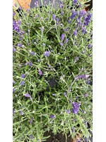 English Lavender Plant