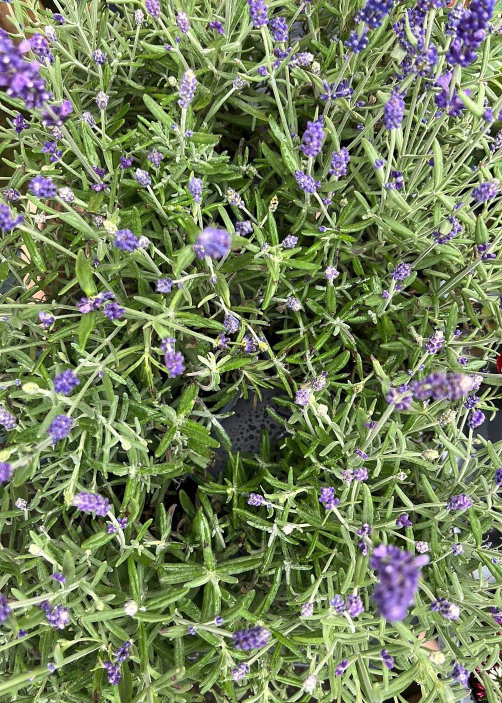 Clocks English Lavender Plant