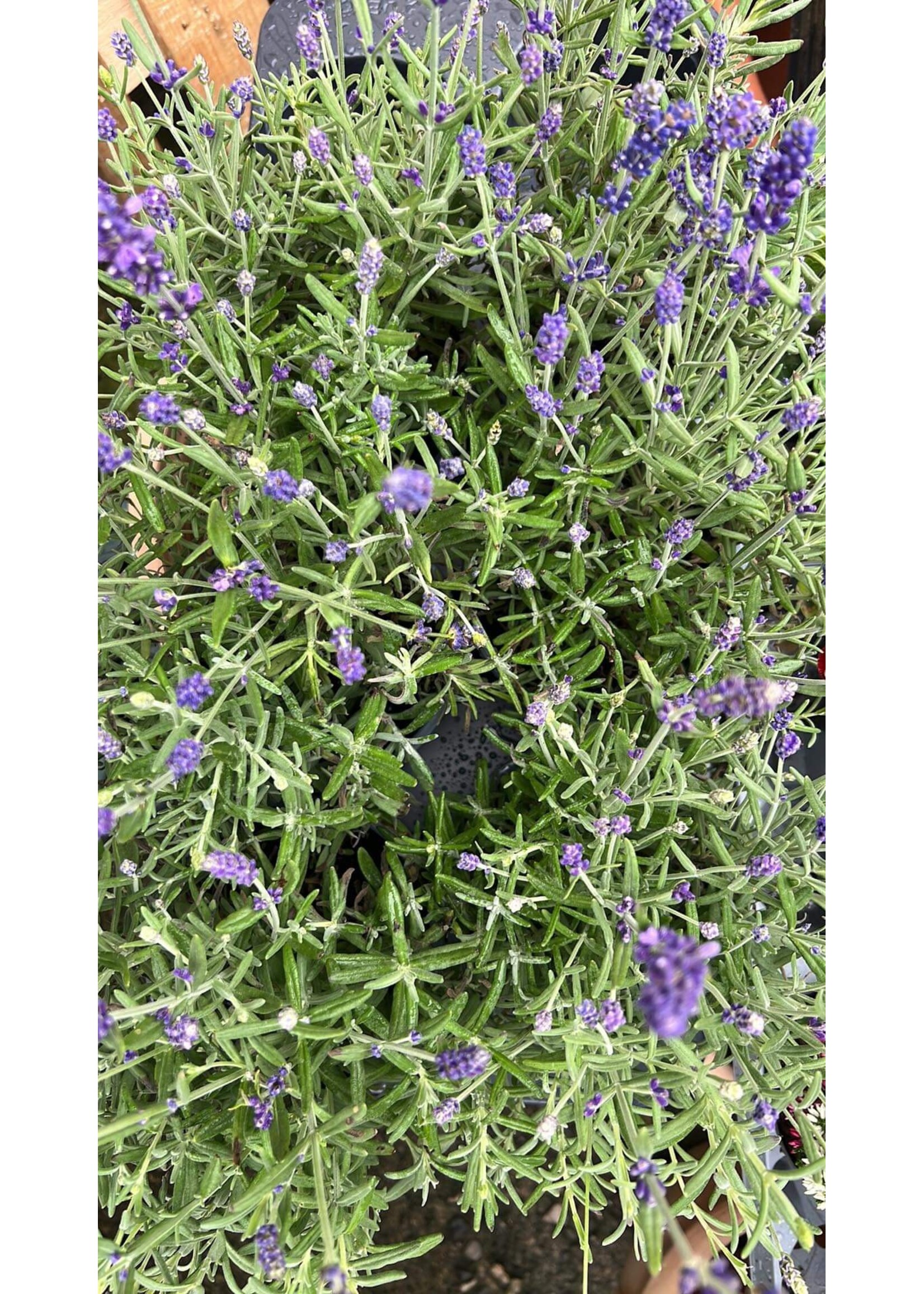 English Lavender Plant