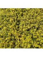 Lemon Thyme Herb Plant