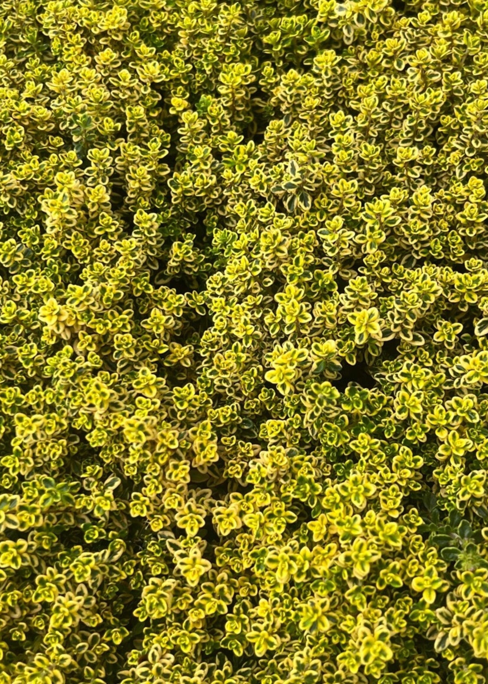 Lemon Thyme Herb Plant