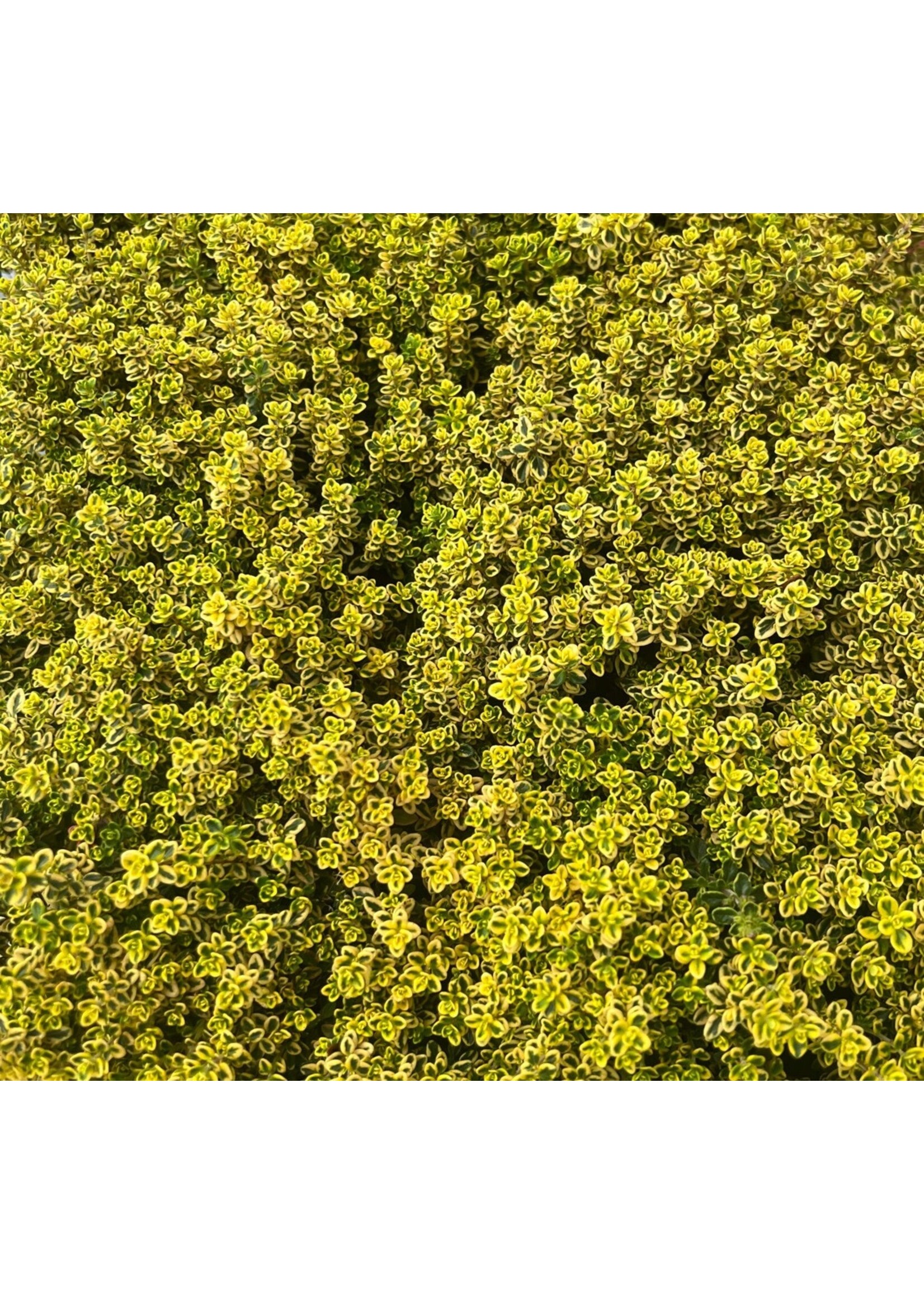 Lemon Thyme Herb Plant