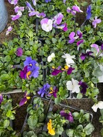 Clocks Trailing Pansy plants x 6 Bedding Plant