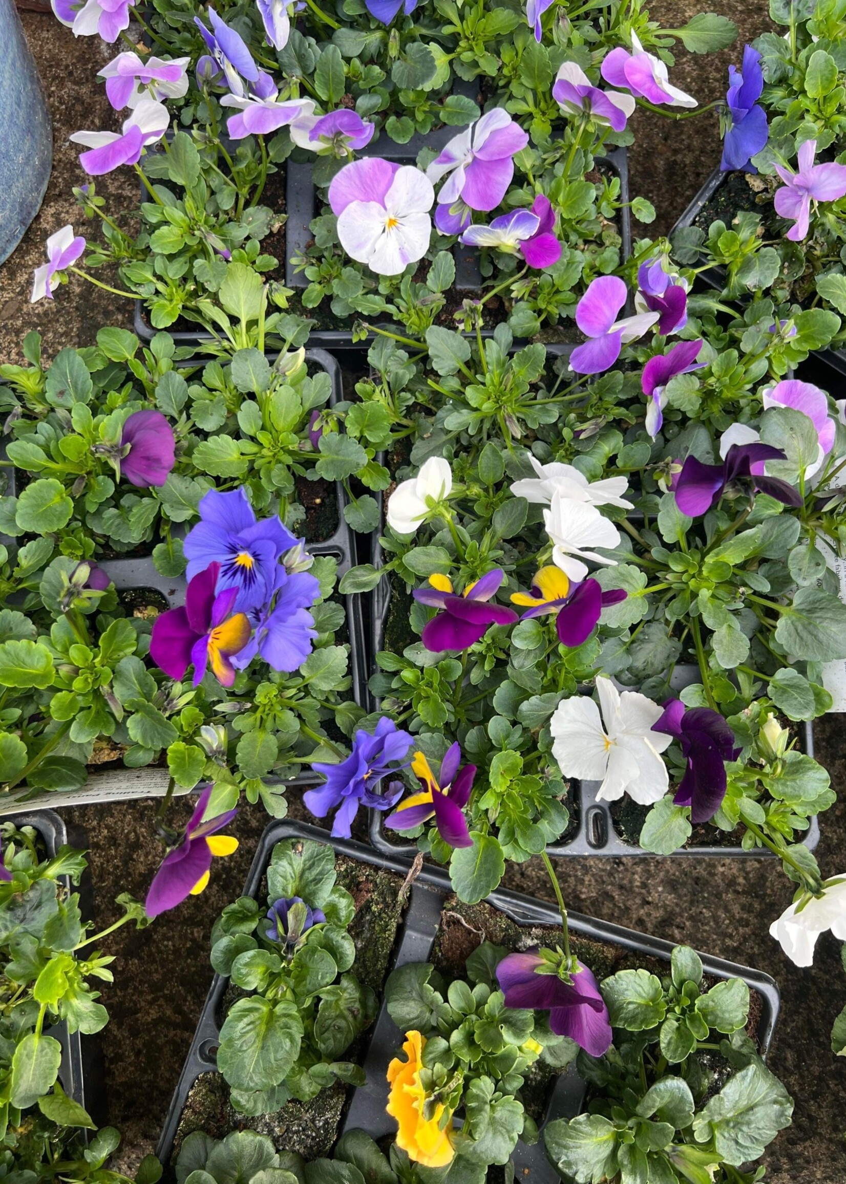 Clocks Trailing Pansy plants x 6