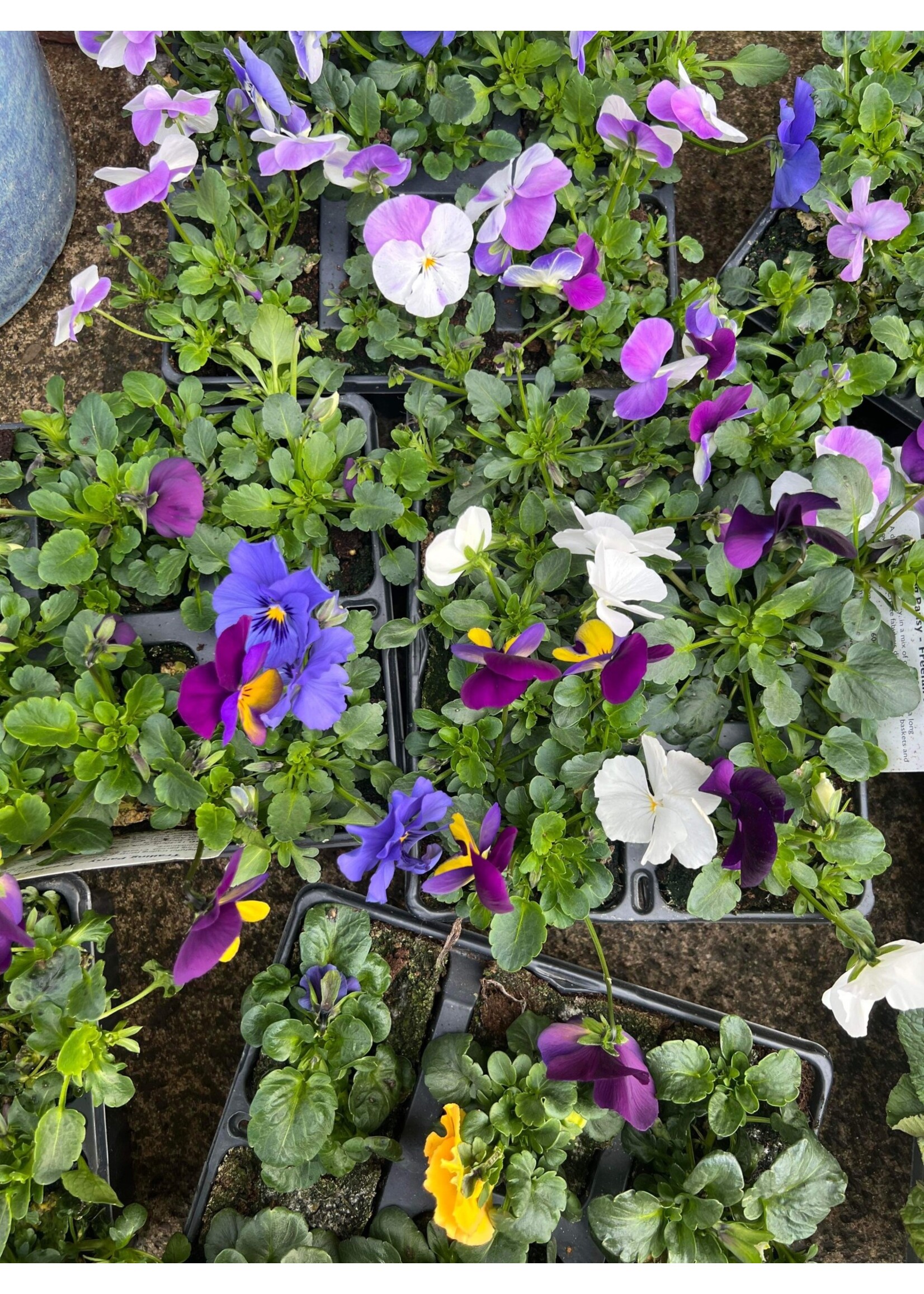 Clocks Trailing Pansy plants x 6 Bedding Plant