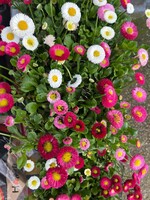 Clocks Bellis Plants x6 Bedding Plant