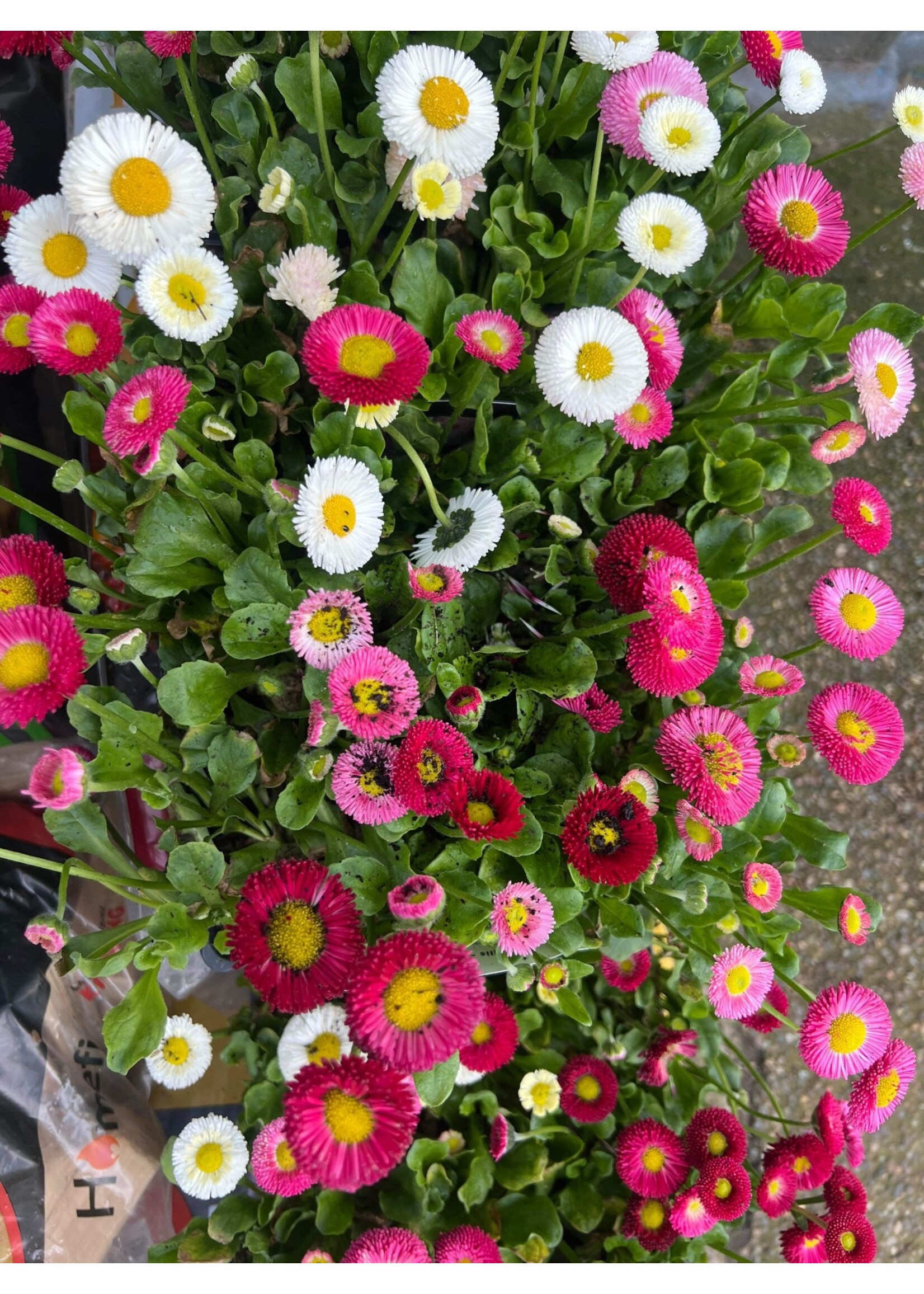 Clocks Bellis Bedding 4x Plants