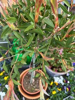 Clocks Callistemon Bottle Brush Bush