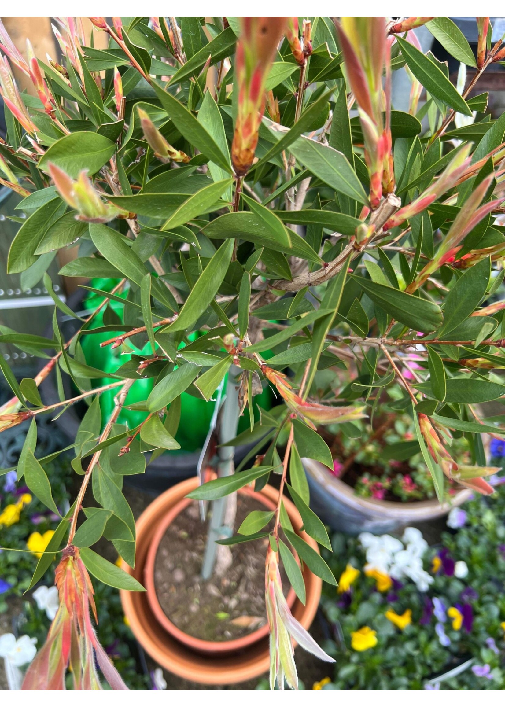 Clocks Callistemon Bottle Brush Bush