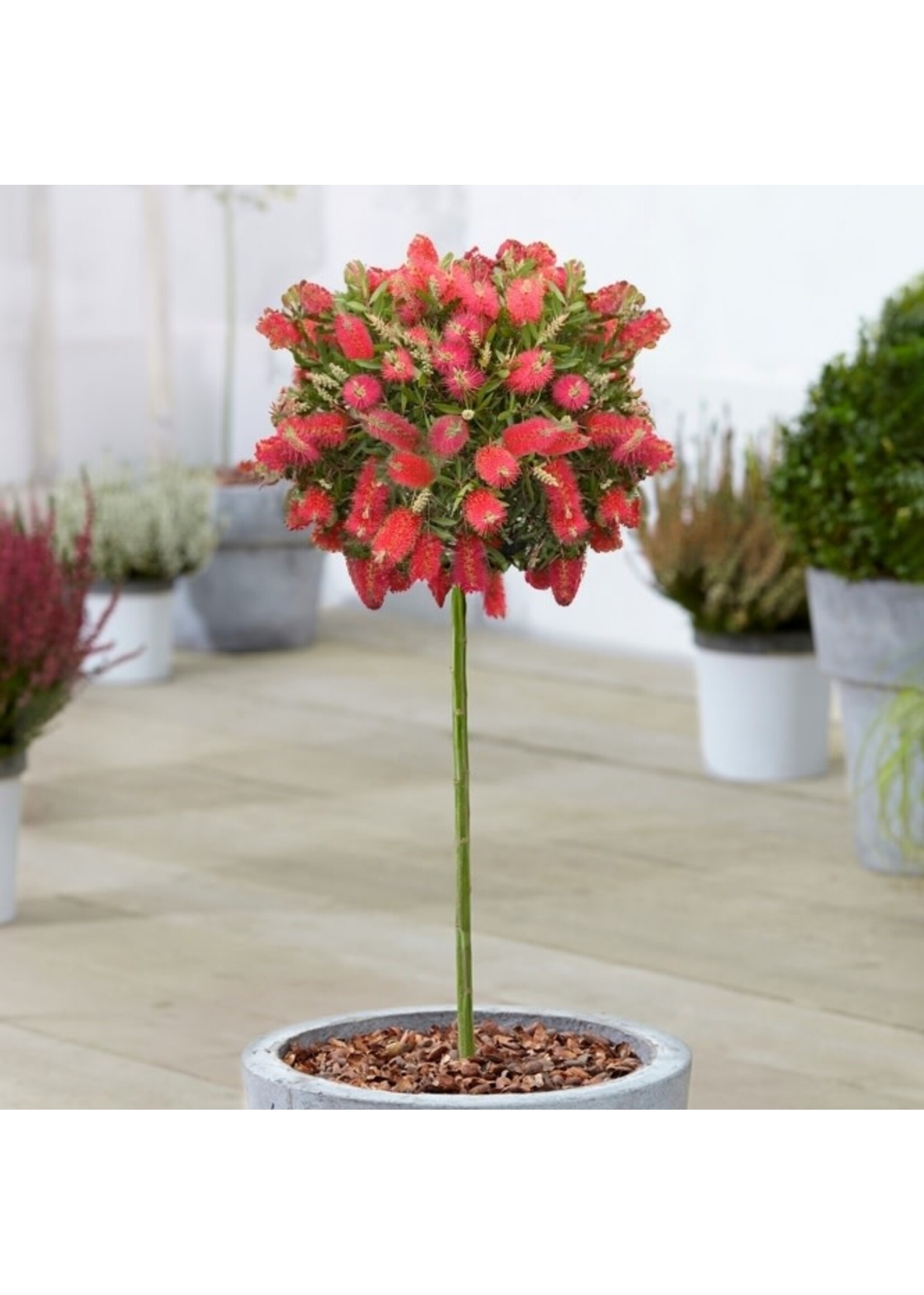 Clocks Callistemon Bottle Brush Bush