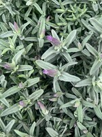 French Lavender 1Lt