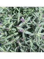 French Lavender 1Lt