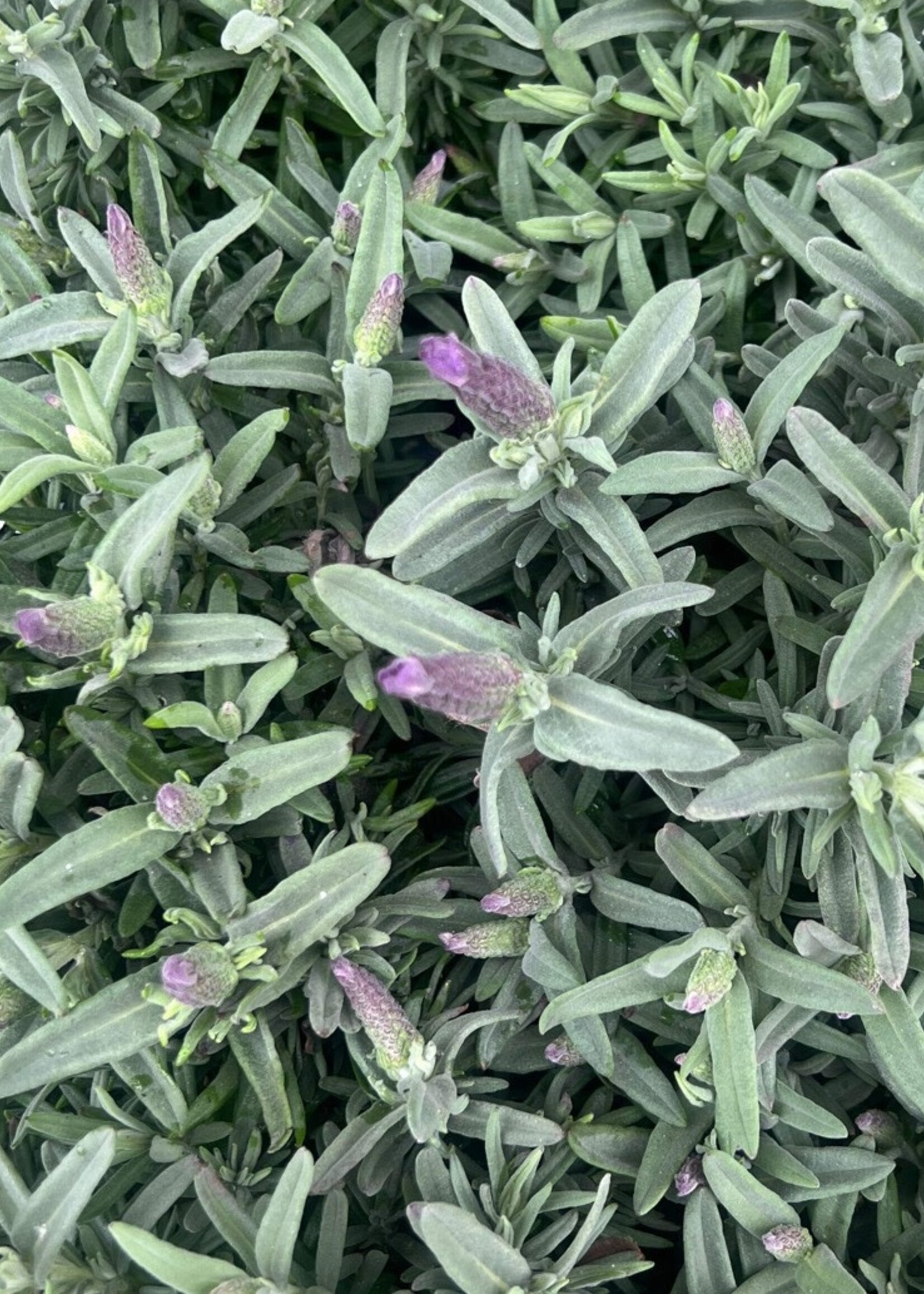 French Lavender