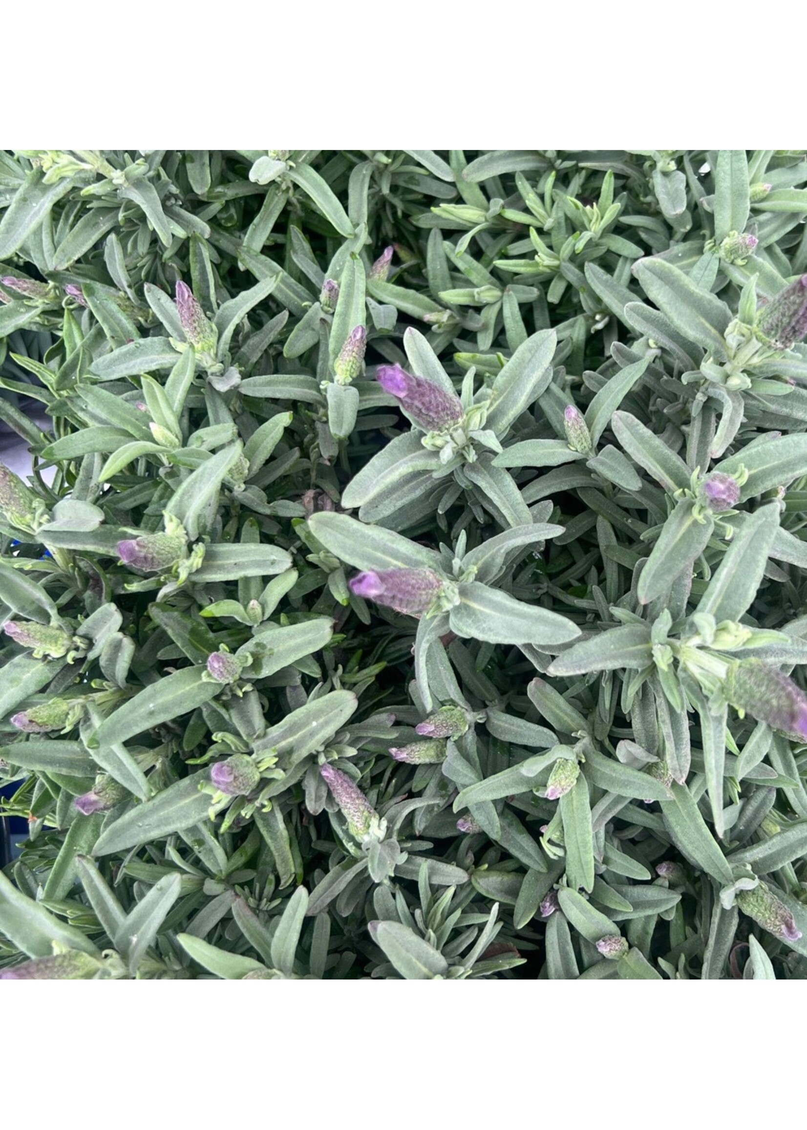 Lavender plants 6x