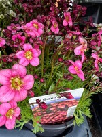 Saxifraga Pixie Rose Perennial (ground cover) Pink