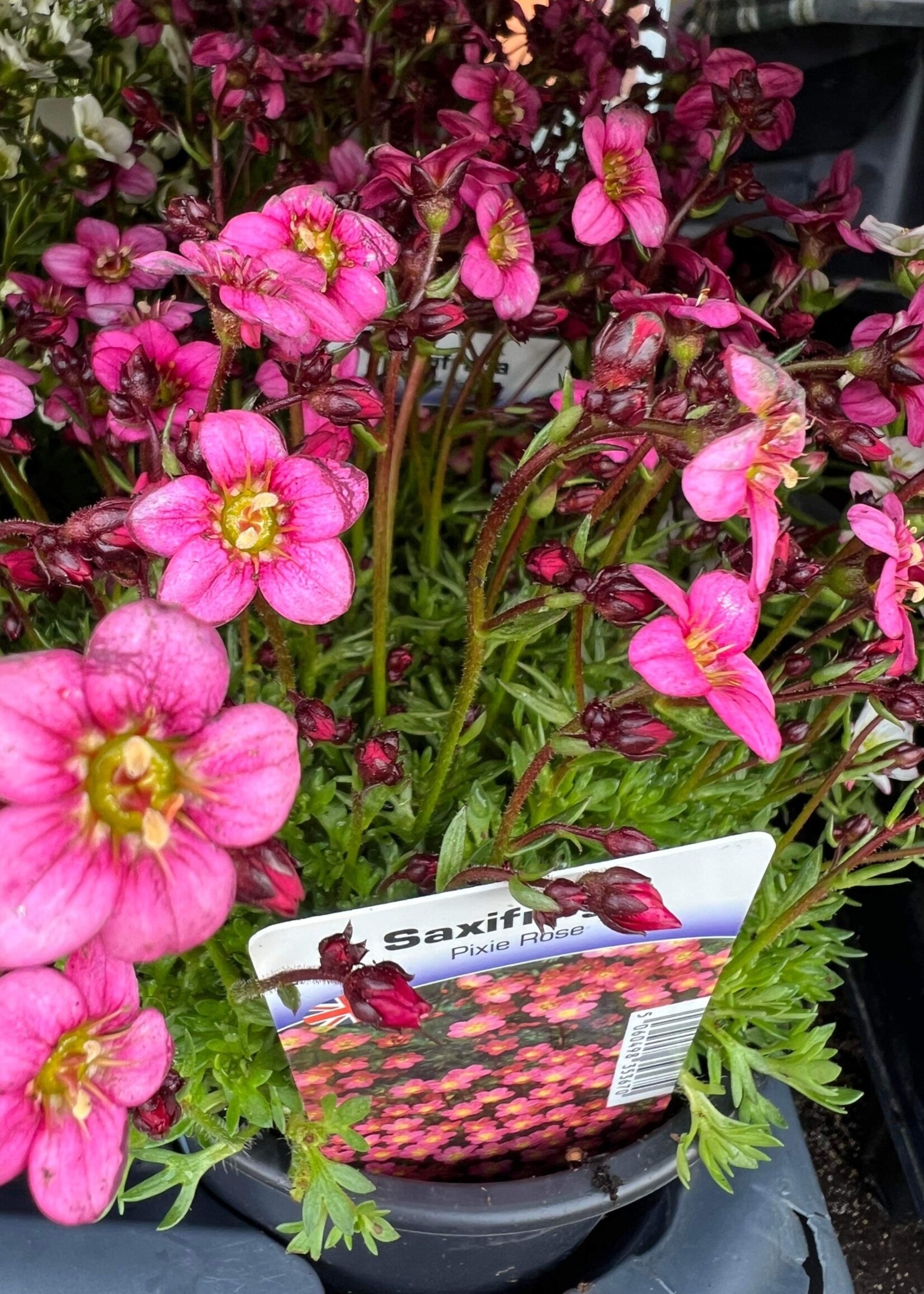Saxifraga Pixie Rose Perennial (ground cover) Pink