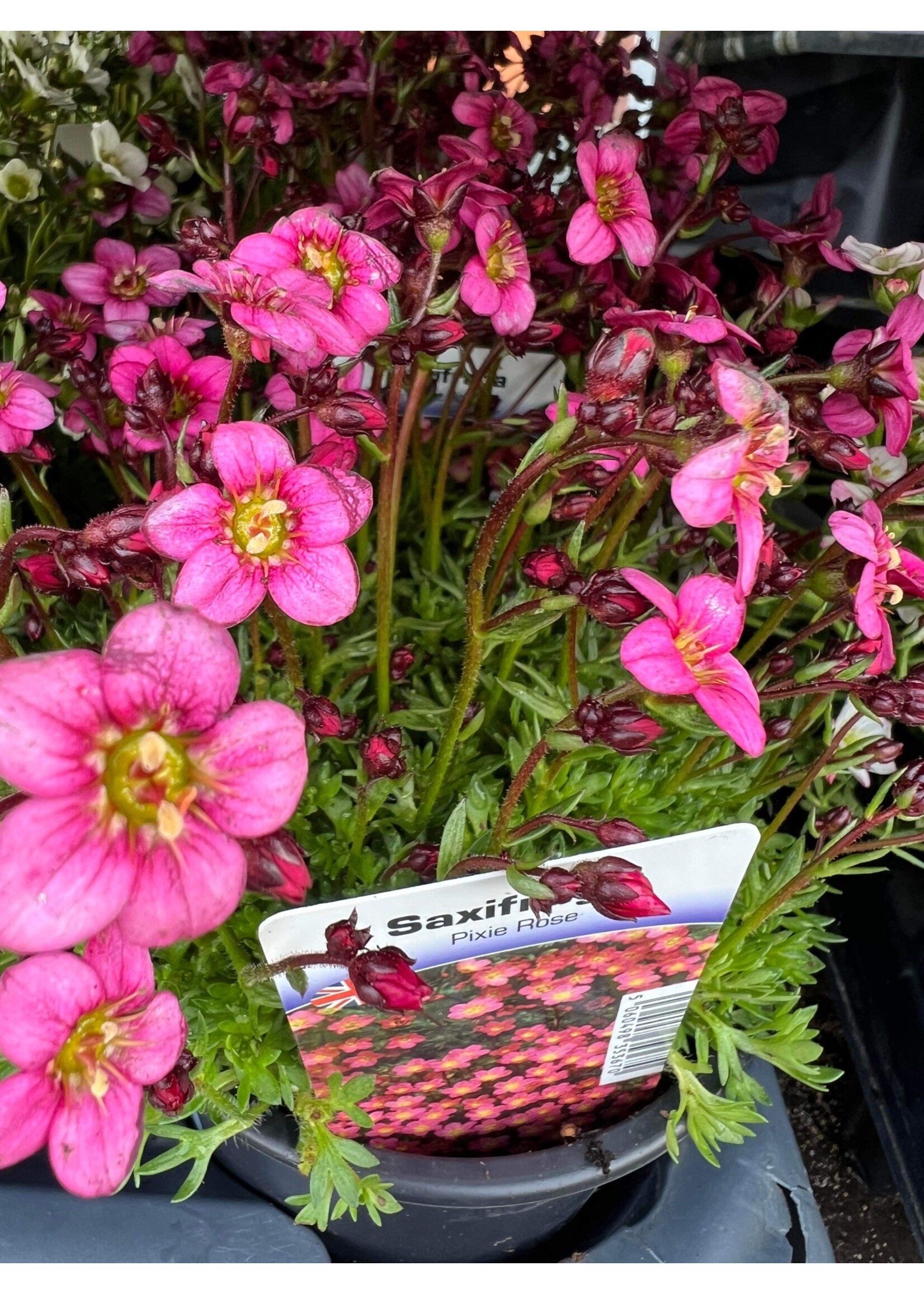 Saxifraga Pixie Rose Perennial (ground cover) Pink