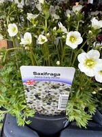 Saxifraga Alpino Early Perennial (ground cover) White