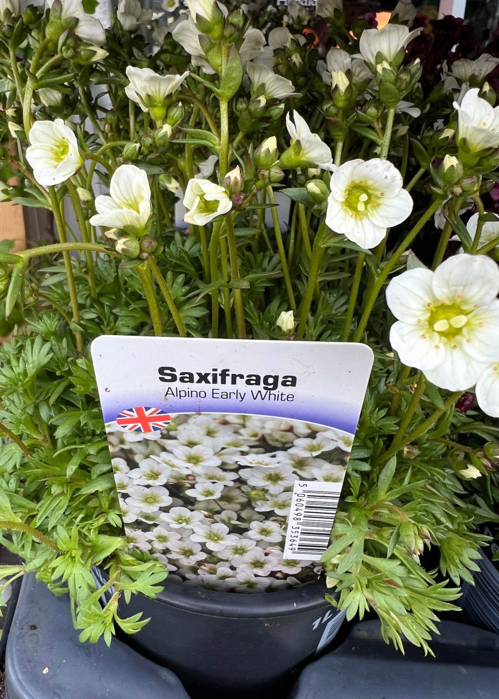 Saxifraga Alpino Early Perennial (ground cover) White