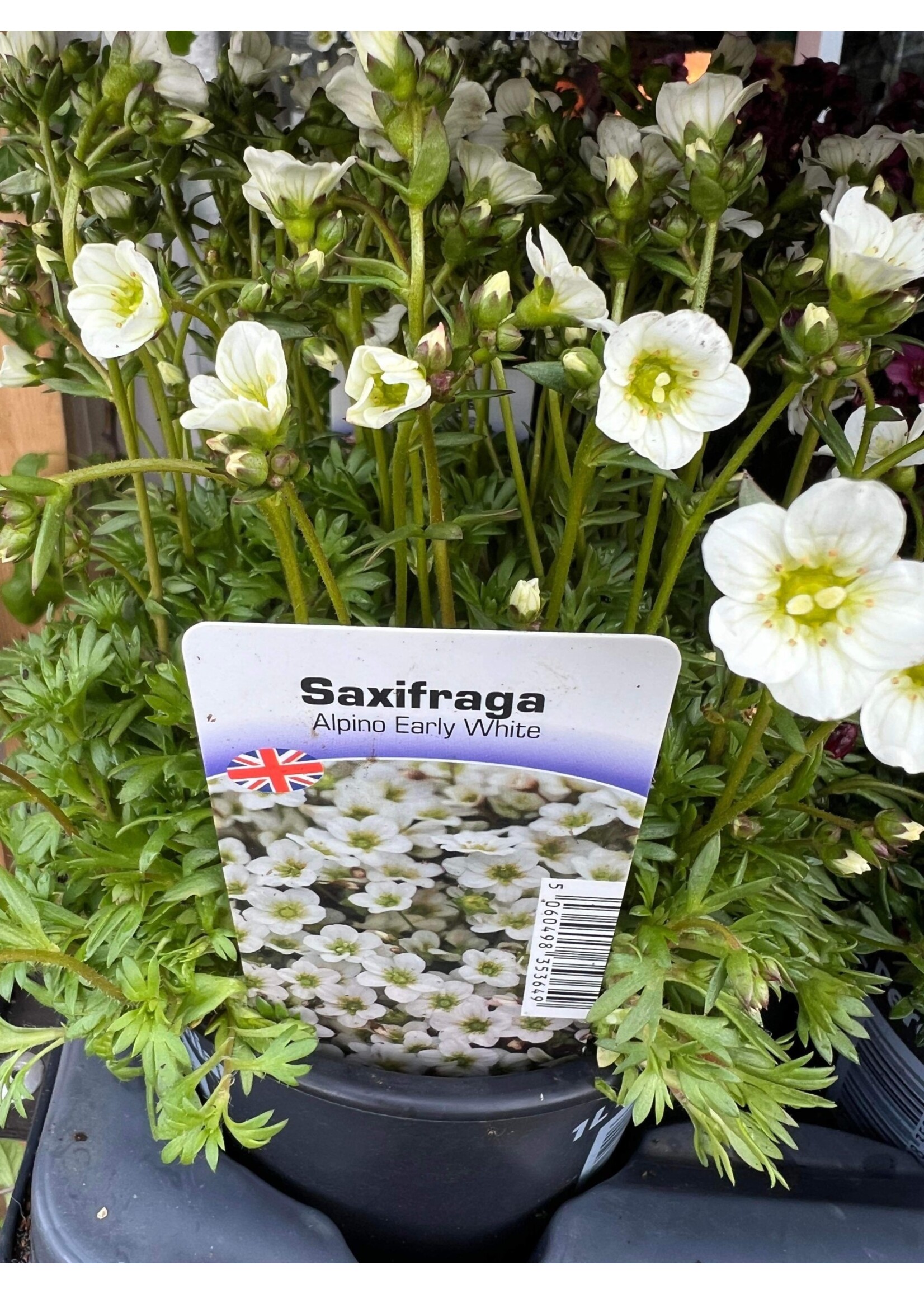 Saxifraga Alpino Early Perennial (ground cover) White