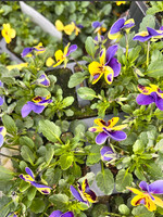 Clocks Viola Bedding Plants x6 Bedding Plant