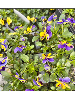 Clocks Viola Bedding Plants x6 Bedding Plant