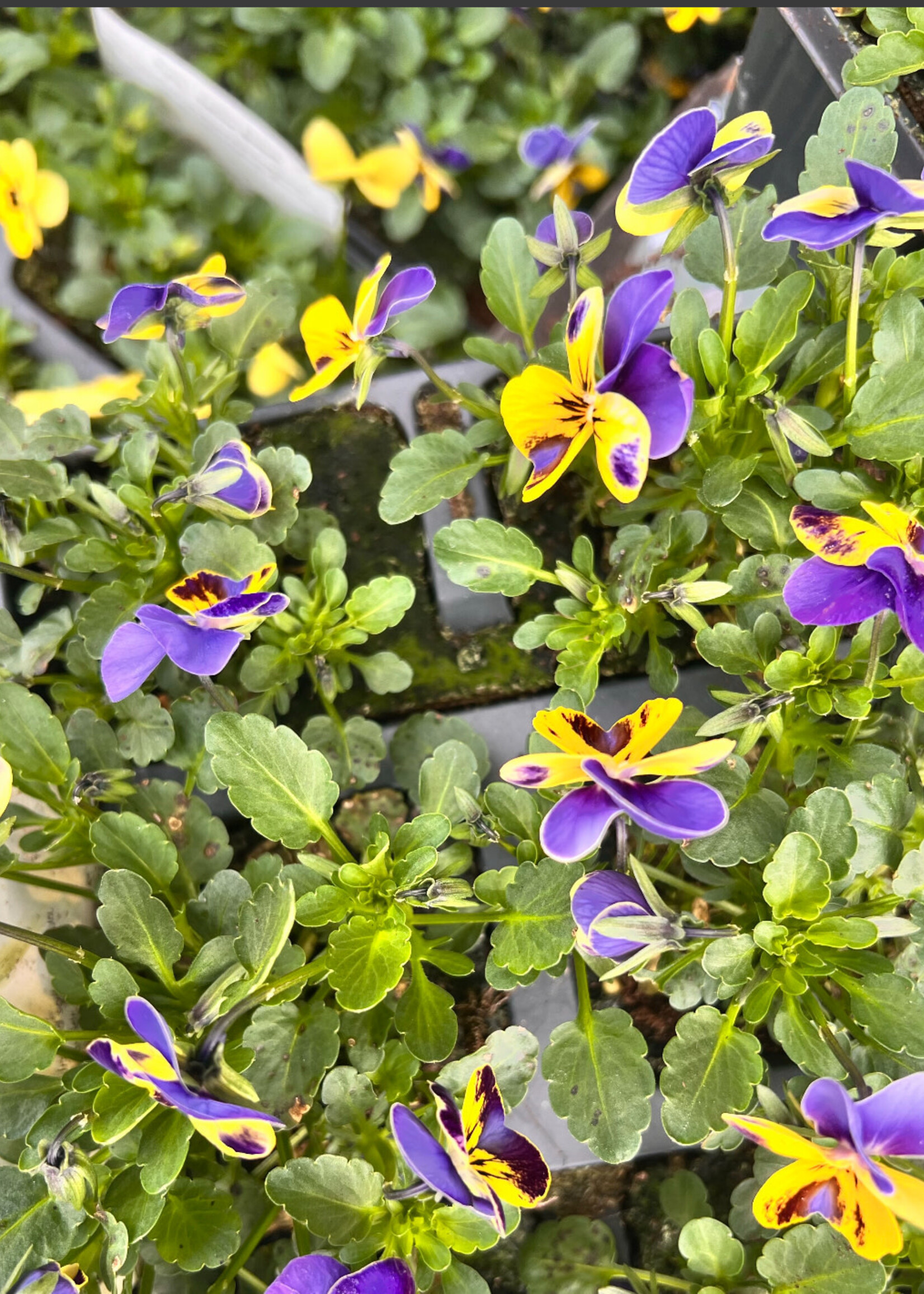 Clocks Viola Bedding Plants x6