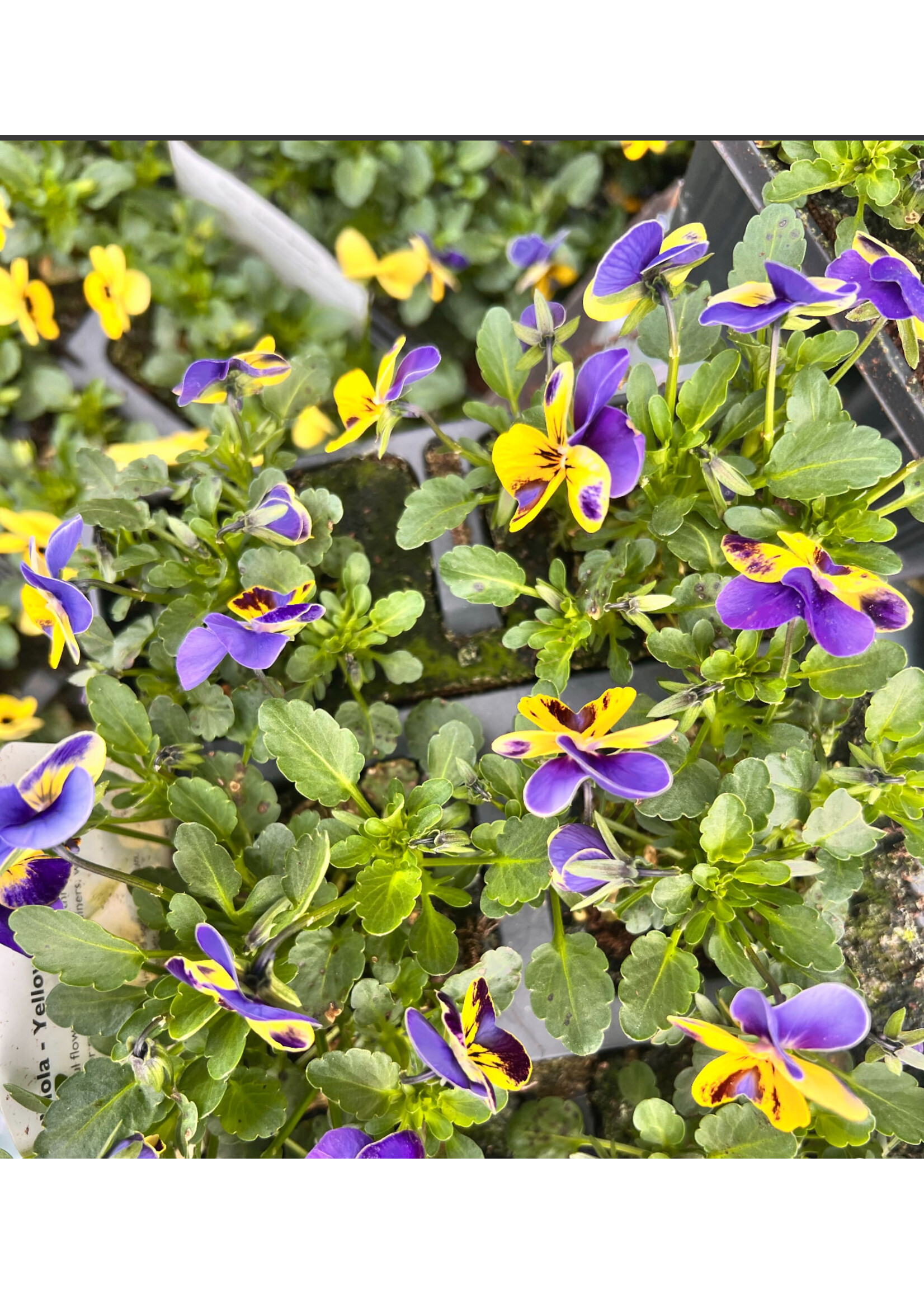 Clocks Viola Bedding Plants x6 Bedding Plant