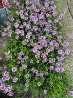 Thyme Herb Plant