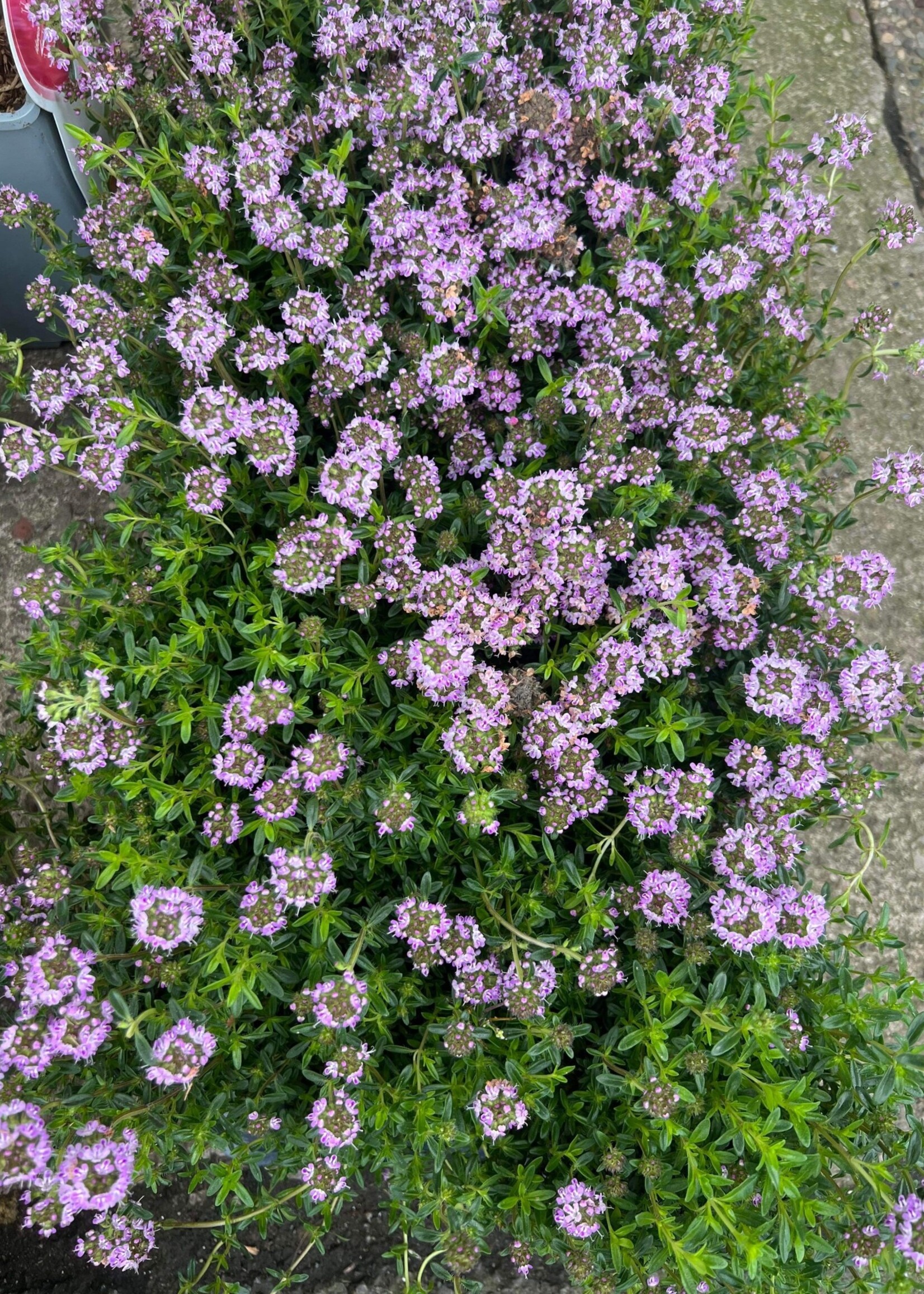 Thyme Herb Plant