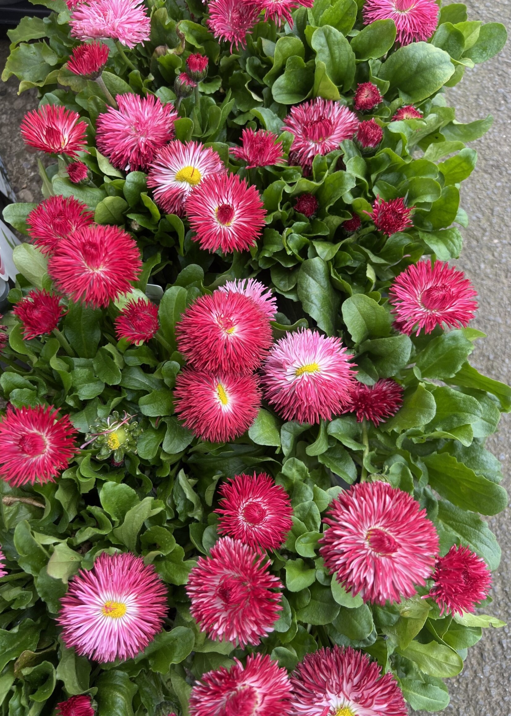 Bellis Perenial Plant 11tr Deep Pink