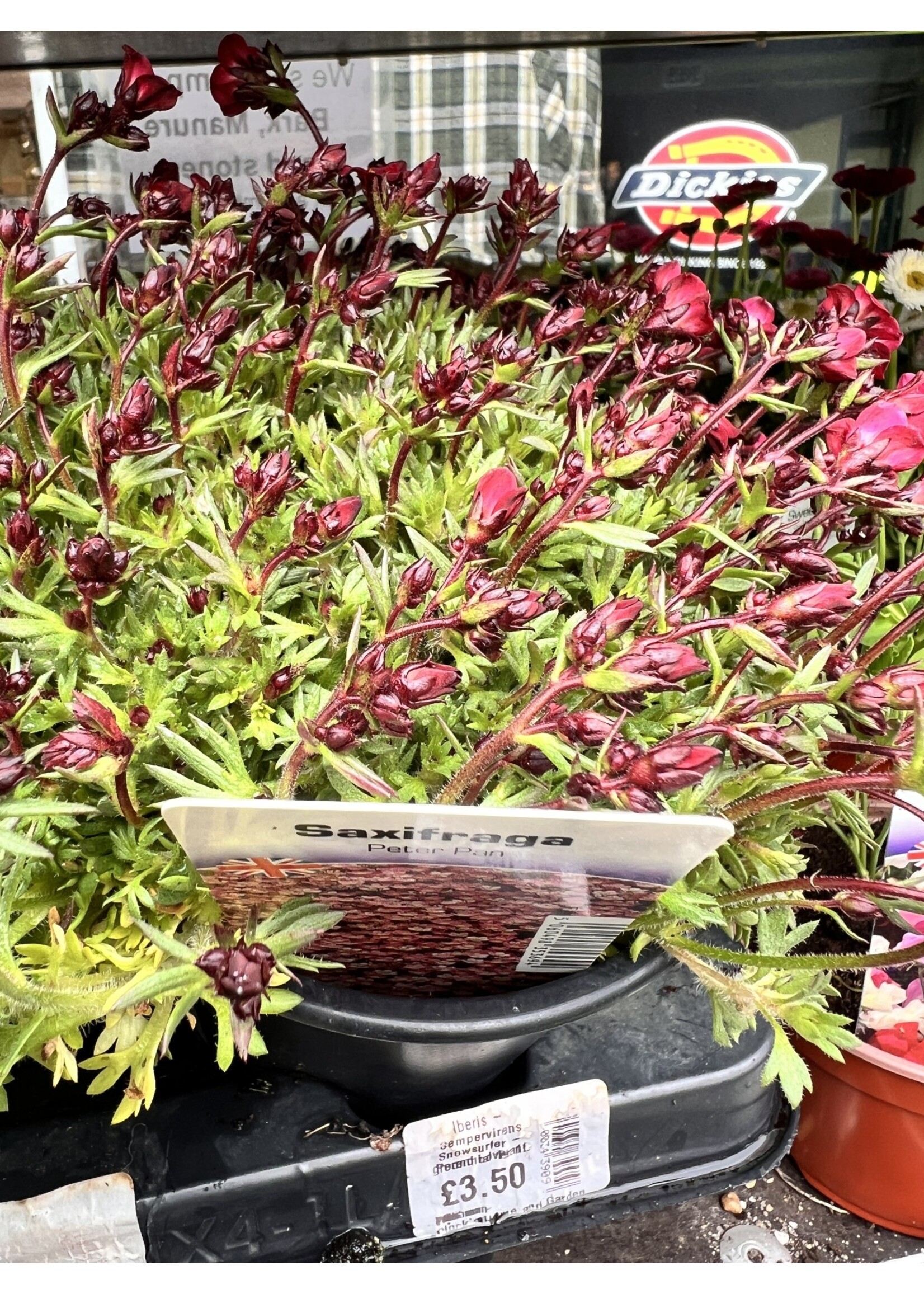 Saxifraga Pixi Pan Red Perennial plant 1Ltr