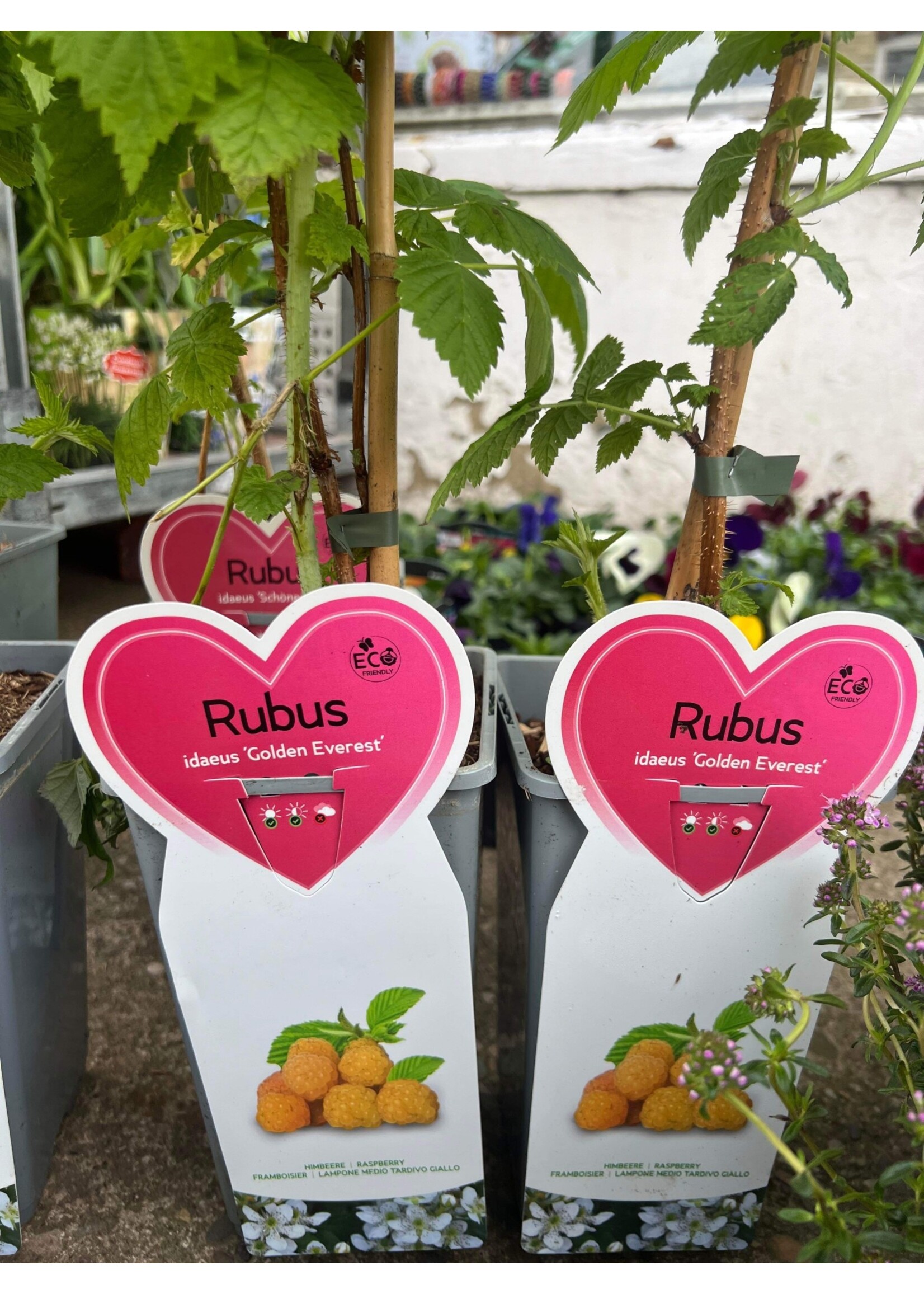 Raspberry Plant Rubus ideaeus 'Golden Everest'