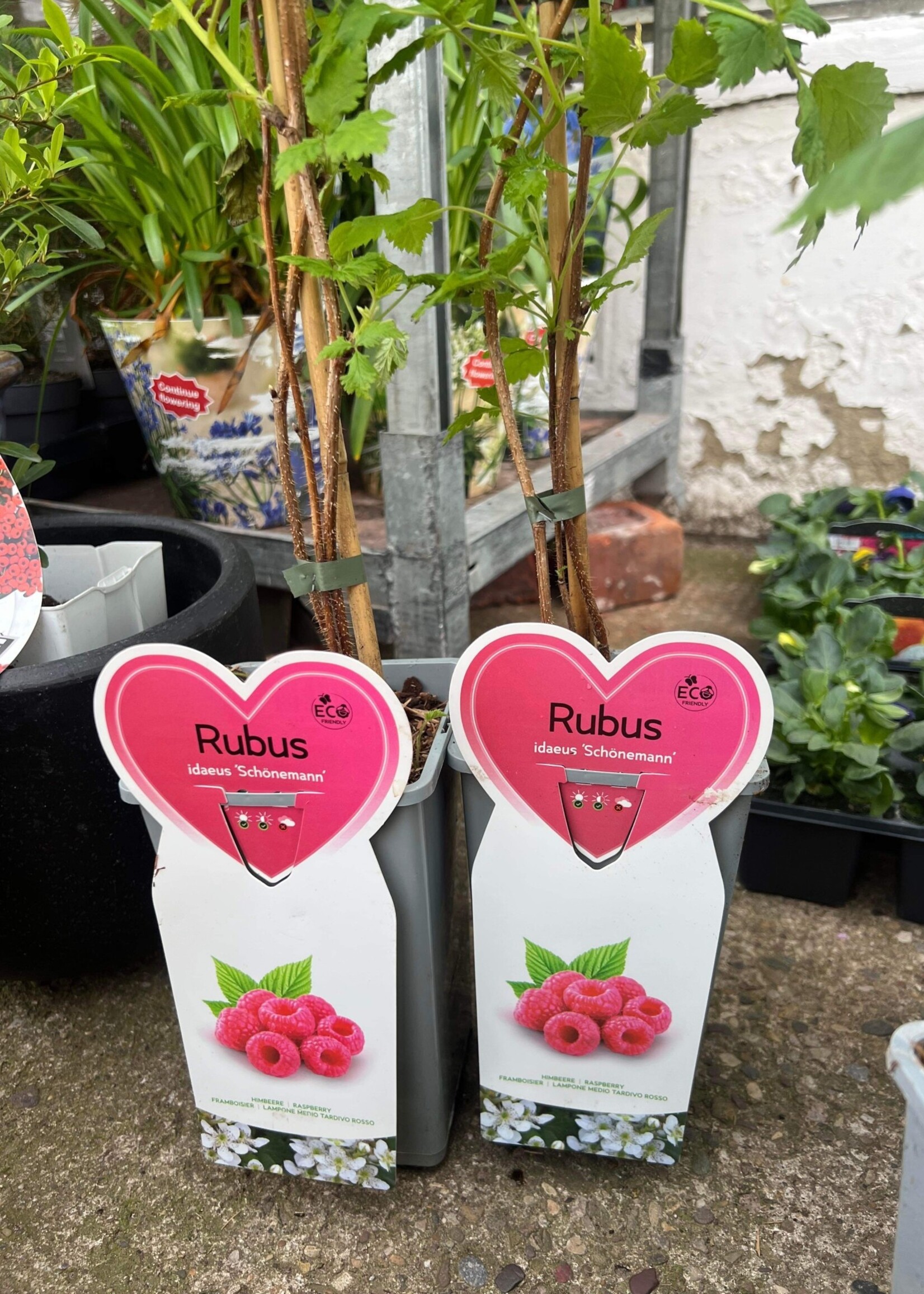 Raspberry Plant Rubus ideaeus 'Schonemann'