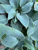 Hosta Halcyon -Green large plant 16cm