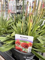 Armeria Ballrina Red - 1L Perennial Plant