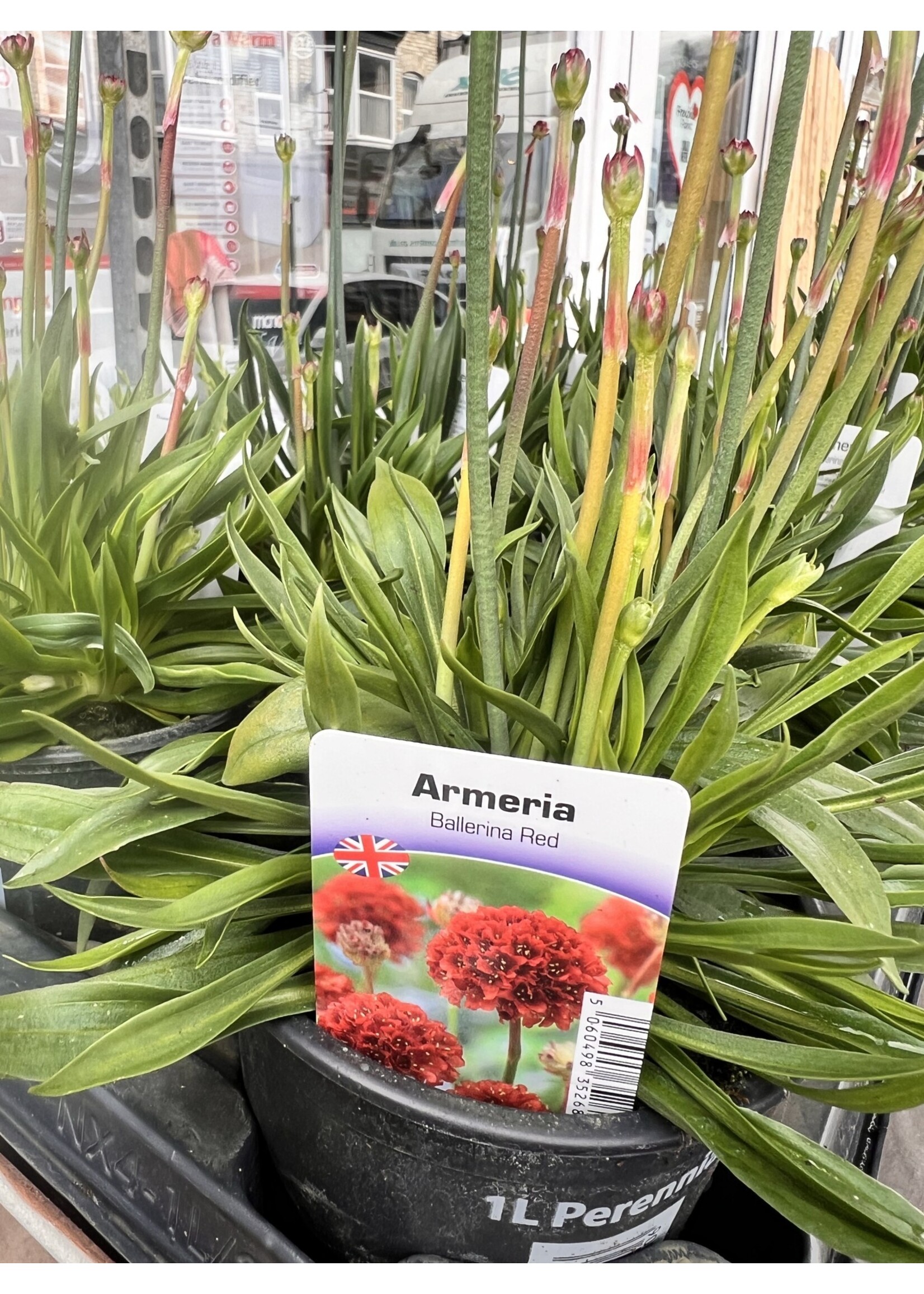 Armeria Ballrina Rose- 1L Perennial Plant