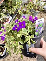 Aubrieta Perennial Plant verigated & purple
