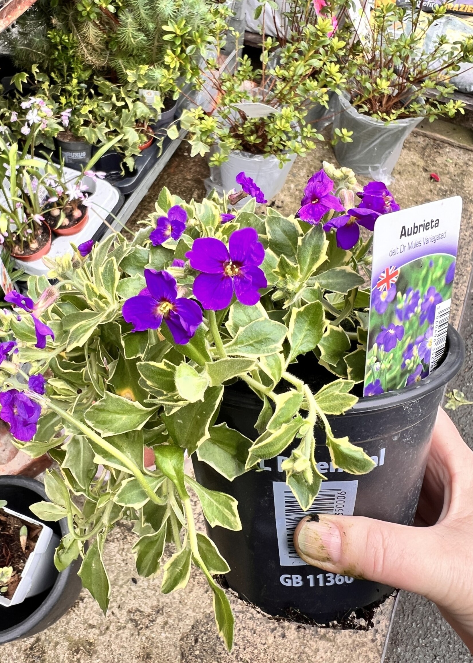 Aubrieta Perennial Plant verigated & purple