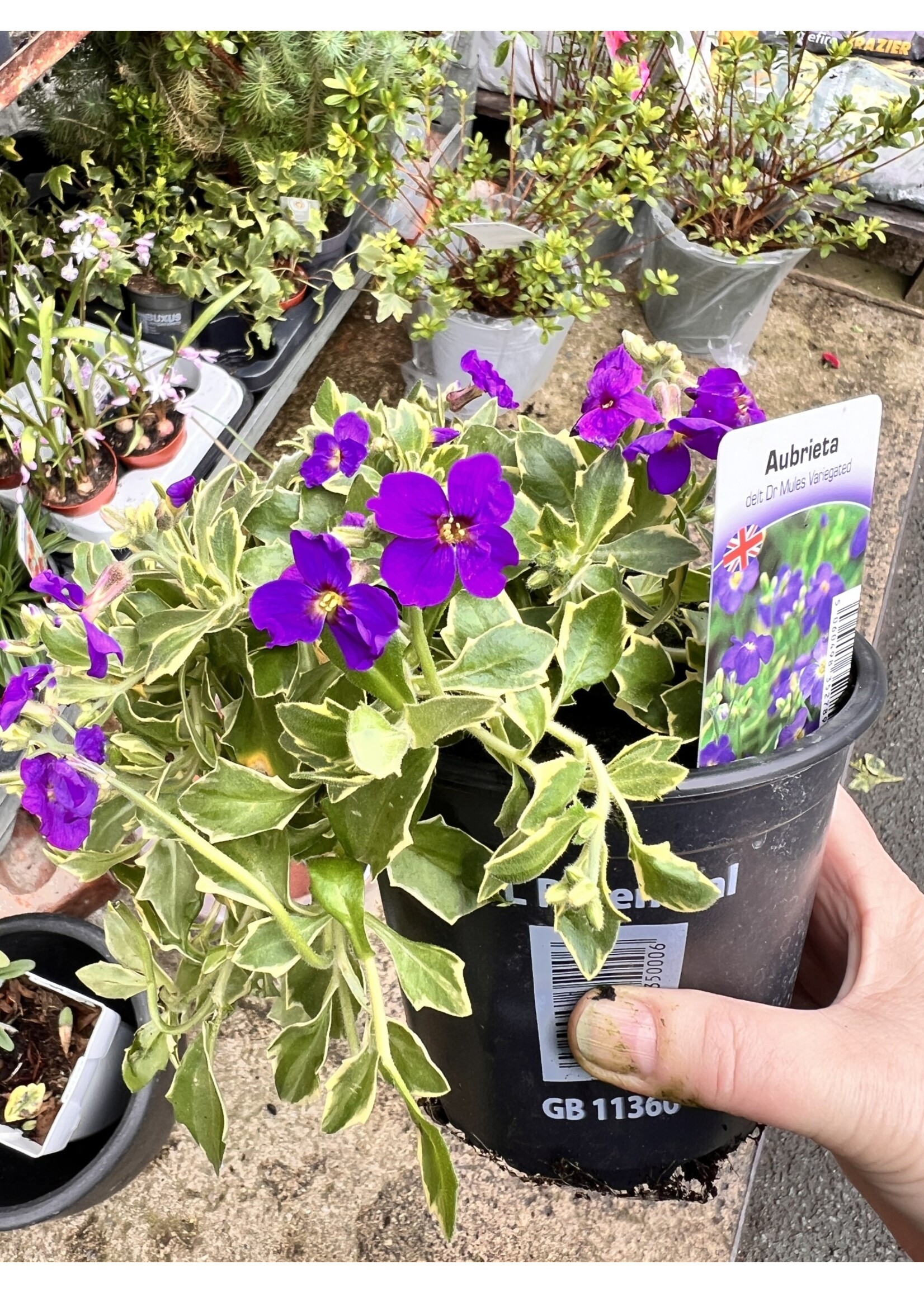 Aubrieta Perennial Plant verigated & purple