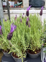 French Lavender Plant - small