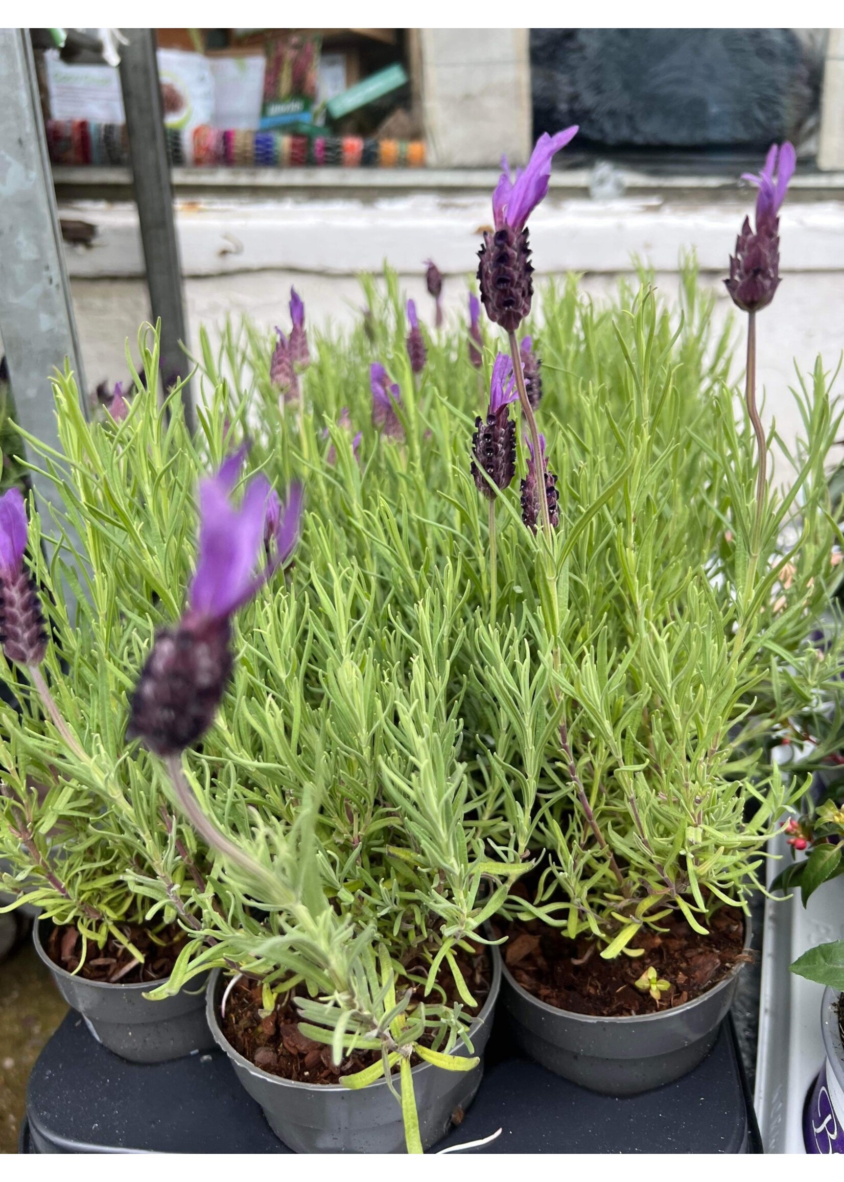 French Lavender Plant - small